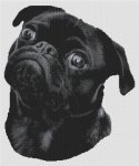 (image for) Chewy - Black Pug